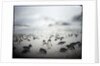 Chinstrap penguins, Antarctica by Anonymous