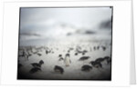Chinstrap penguins, Antarctica by Anonymous