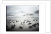 Chinstrap penguins, Antarctica by Anonymous