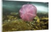 Underwater jellyfish in Cuverville Island, Antarctica by Anonymous