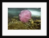 Underwater jellyfish in Cuverville Island, Antarctica by Anonymous