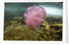 Underwater jellyfish in Cuverville Island, Antarctica by Anonymous