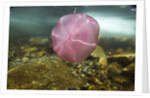 Underwater jellyfish in Cuverville Island, Antarctica by Anonymous
