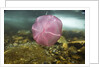 Underwater jellyfish in Cuverville Island, Antarctica by Anonymous