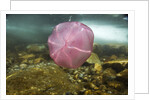 Underwater jellyfish in Cuverville Island, Antarctica by Anonymous