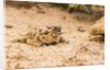 Texas Horned Lizard by Anonymous
