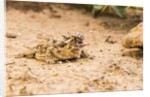 Texas Horned Lizard by Anonymous