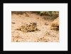 Texas Horned Lizard by Anonymous