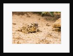 Texas Horned Lizard by Anonymous