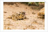 Texas Horned Lizard by Anonymous