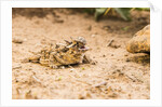 Texas Horned Lizard by Anonymous