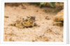 Texas Horned Lizard by Anonymous