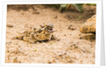 Texas Horned Lizard by Anonymous