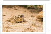 Texas Horned Lizard by Anonymous