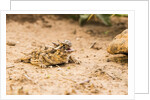 Texas Horned Lizard by Anonymous