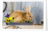 View of rabbit sitting in flower pot by Anonymous