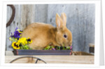 View of rabbit sitting in flower pot by Anonymous