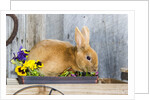 View of rabbit sitting in flower pot by Anonymous