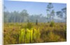 Pitcher Plant Bog and Pine forest by Anonymous