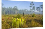 Pitcher Plant Bog and Pine forest by Anonymous