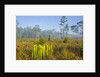 Pitcher Plant Bog and Pine forest by Anonymous