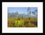 Pitcher Plant Bog and Pine forest by Anonymous