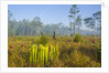 Pitcher Plant Bog and Pine forest by Anonymous