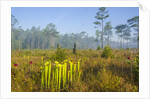 Pitcher Plant Bog and Pine forest by Anonymous