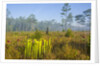 Pitcher Plant Bog and Pine forest by Anonymous