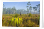 Pitcher Plant Bog and Pine forest by Anonymous