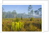 Pitcher Plant Bog and Pine forest by Anonymous