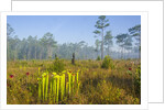Pitcher Plant Bog and Pine forest by Anonymous