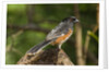 Side view of Rufous Towhee perching on rock by Anonymous