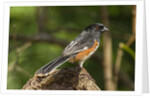 Side view of Rufous Towhee perching on rock by Anonymous