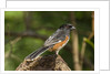 Side view of Rufous Towhee perching on rock by Anonymous