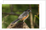 Side view of Rufous Towhee perching on rock by Anonymous