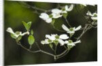 Close-up of Dogwood Bloom by Anonymous