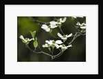 Close-up of Dogwood Bloom by Anonymous