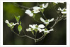 Close-up of Dogwood Bloom by Anonymous