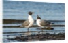 View of Laughing Gull standing in water by Anonymous