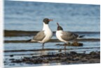 View of Laughing Gull standing in water by Anonymous