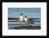 View of Laughing Gull standing in water by Anonymous