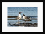 View of Laughing Gull standing in water by Anonymous