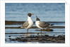 View of Laughing Gull standing in water by Anonymous