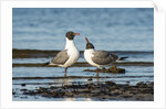 View of Laughing Gull standing in water by Anonymous