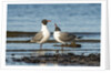 View of Laughing Gull standing in water by Anonymous
