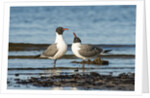 View of Laughing Gull standing in water by Anonymous
