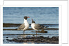 View of Laughing Gull standing in water by Anonymous