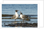 View of Laughing Gull standing in water by Anonymous