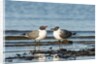 View of Laughing Gull standing in water by Anonymous
